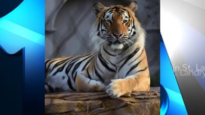 Mike VII, LSU’s Live Tiger Mascot, Received COVID-19 Vaccination