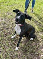 Pet Tuesday: Meet Mish Mash and Reaux! Acadiana Animal Aid's Pets of the Week