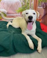 Furever Home Friday: Adopt Arlo! Arlo Is Patiently Searching For His Perfect Home