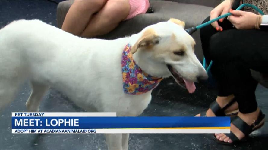 Meet Lophie Interview