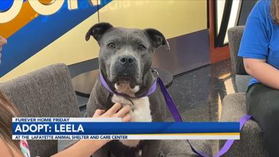Adopt Leela.jpg