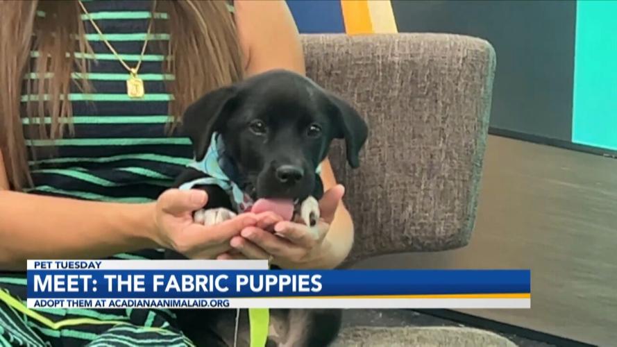 Fabric Pup Interview.jpg