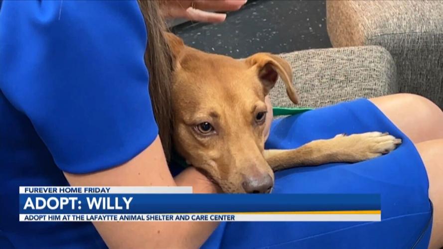 Adopt Willy