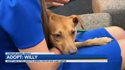 Adopt Willy