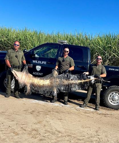 Agents Cite Morgan City Man for Alligator Hunting Violation