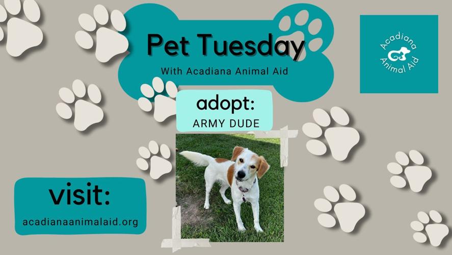 pet tuesday ARMY vw - 1