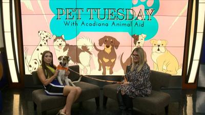 Adopt Maxiver Interview.jpg