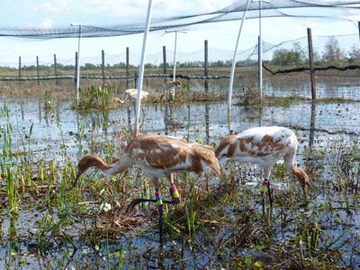 Juvenile whooping cranes released at White Lake Wetlands Conservation Area