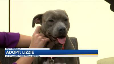 adopt lizzie.jpg