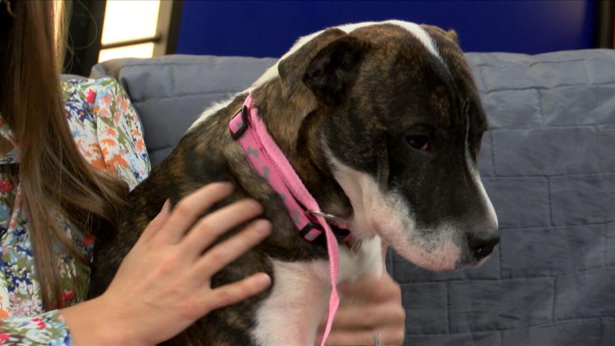 Adopt Oaklyn
