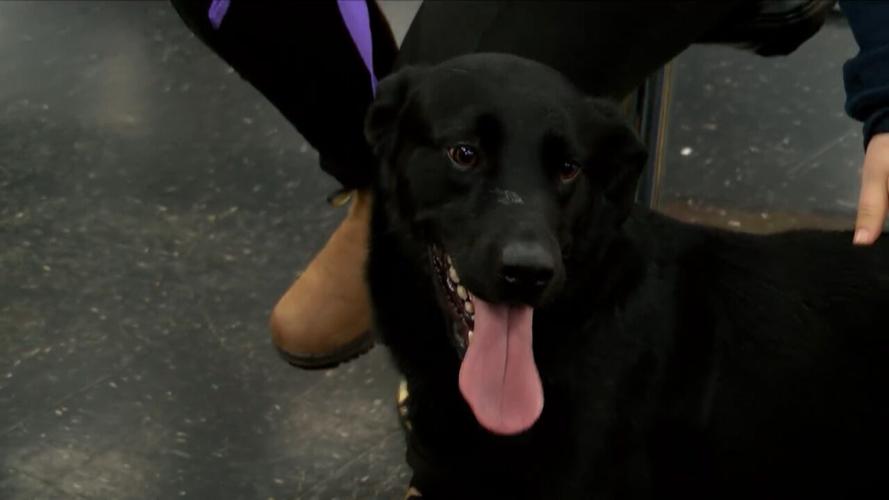 Adopt Fleur Interview.jpg